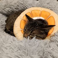 #Veganuary at Neu Cat Cafe in Osaka