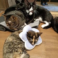 #Veganuary at Neu Cat Cafe in Osaka
