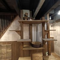 #Veganuary at Neu Cat Cafe in Osaka