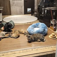 First floor cat room at Neu Cat Cafe in Osaka