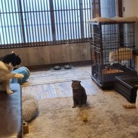  at Neu Cat Cafe in Osaka