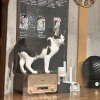   at Neu Cat Cafe in Osaka