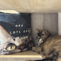   at Neu Cat Cafe in Osaka