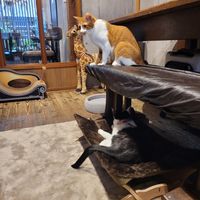 Cat room, eating area is on the other side of the window at Neu Cat Cafe in Osaka