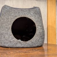  at Neu Cat Cafe in Osaka