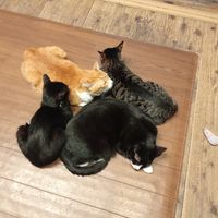 Pile Of Sleeping Cats. at Neu Cat Cafe in Osaka