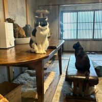 cats in their own space away from customers at Neu Cat Cafe in Osaka