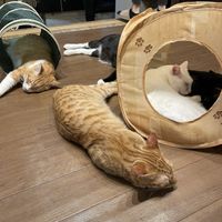 Kittehs  at Neu Cat Cafe in Osaka