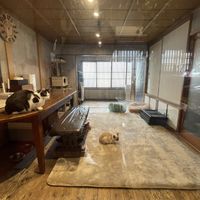 Lunch views 😻  at Neu Cat Cafe in Osaka