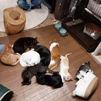  at Neu Cat Cafe in Osaka
