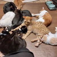 at Neu Cat Cafe in Osaka