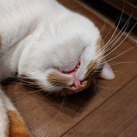  at Neu Cat Cafe in Osaka