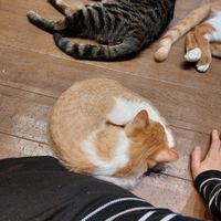  at Neu Cat Cafe in Osaka