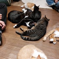  at Neu Cat Cafe in Osaka
