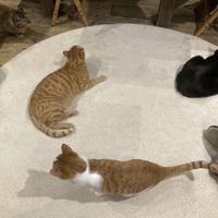   at Neu Cat Cafe in Osaka