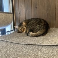   at Neu Cat Cafe in Osaka