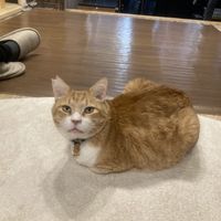   at Neu Cat Cafe in Osaka