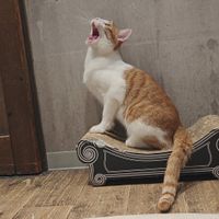 Roar at Neu Cat Cafe in Osaka