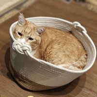 Sleepy time at Neu Cat Cafe in Osaka