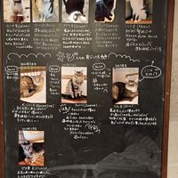 Such personalities at Neu Cat Cafe in Osaka