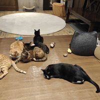 They're so chill at Neu Cat Cafe in Osaka