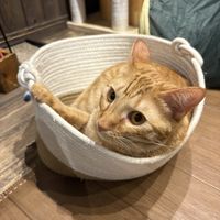   at Neu Cat Cafe in Osaka