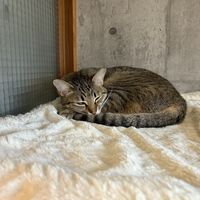   at Neu Cat Cafe in Osaka