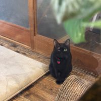  at Neu Cat Cafe in Osaka