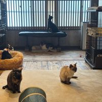  at Neu Cat Cafe in Osaka