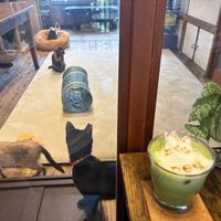  at Neu Cat Cafe in Osaka