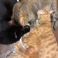  at Neu Cat Cafe in Osaka