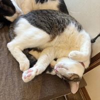   at Neu Cat Cafe in Osaka