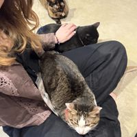   at Neu Cat Cafe in Osaka