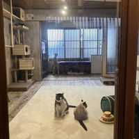   at Neu Cat Cafe in Osaka