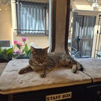  at Neu Cat Cafe in Osaka