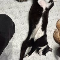 at Neu Cat Cafe in Osaka