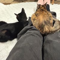  at Neu Cat Cafe in Osaka
