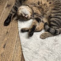  at Neu Cat Cafe in Osaka