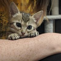 Kitten! at Neu Cat Cafe in Osaka