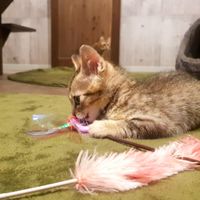 One of the kittens playing at Neu Cat Cafe in Osaka