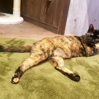 This cat comes here often at Neu Cat Cafe in Osaka