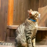 Cat #7 at Neu Cat Cafe in Osaka