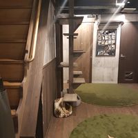 Kitten place at Neu Cat Cafe in Osaka