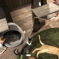 🐱🐱🐱 at Neu Cat Cafe in Osaka
