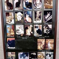 The rescued cats are very friendly and cute. at Neu Cat Cafe in Osaka