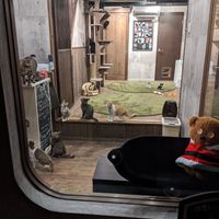 The rescue cats. 可愛い! at Neu Cat Cafe in Osaka