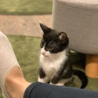 Kitten!!! at Neu Cat Cafe in Osaka