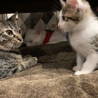 Cats at Neu Cat Cafe in Osaka