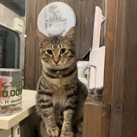 Meow at Neu Cat Cafe in Osaka
