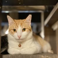 Cat (not food) at Neu Cat Cafe in Osaka